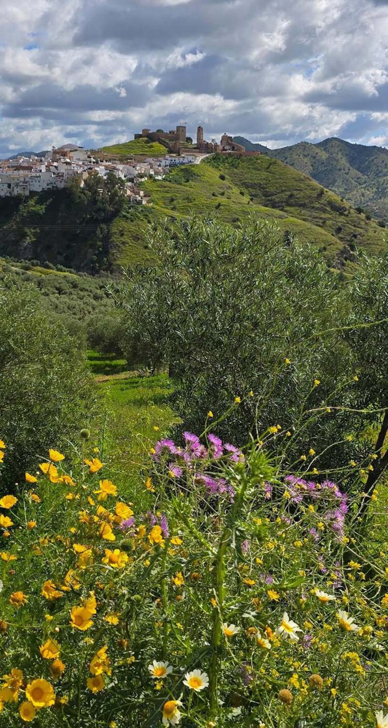 Open countryside near Álora with olive trees, rolling hills and peaceful Andalusian scenery.
Paisaje abierto cerca de Álora con olivares, colinas suaves y naturaleza andaluza tranquila