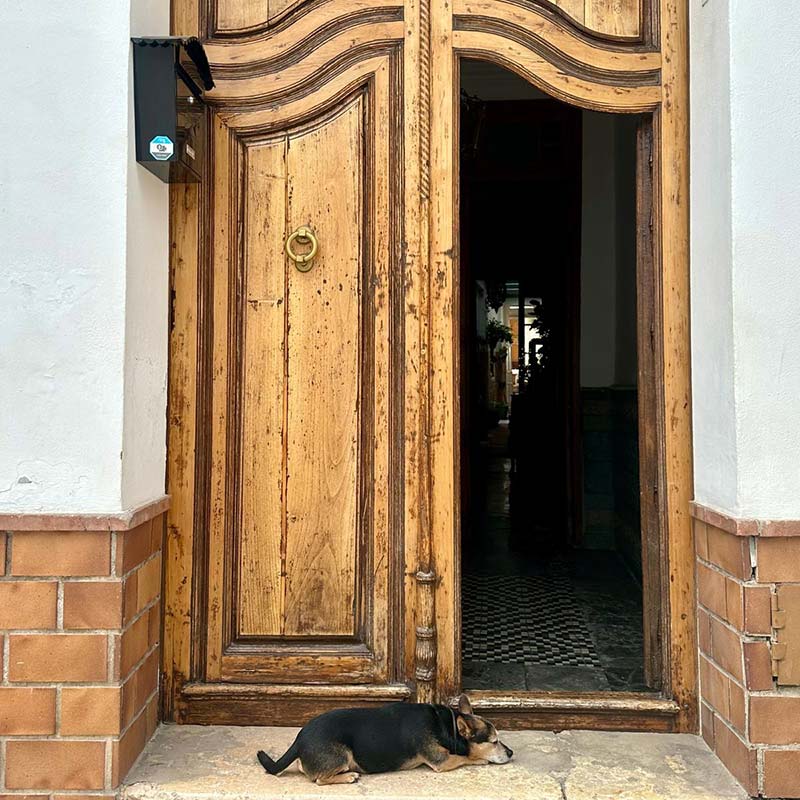 Django descansando junto a la puerta de entrada de CASABELLA