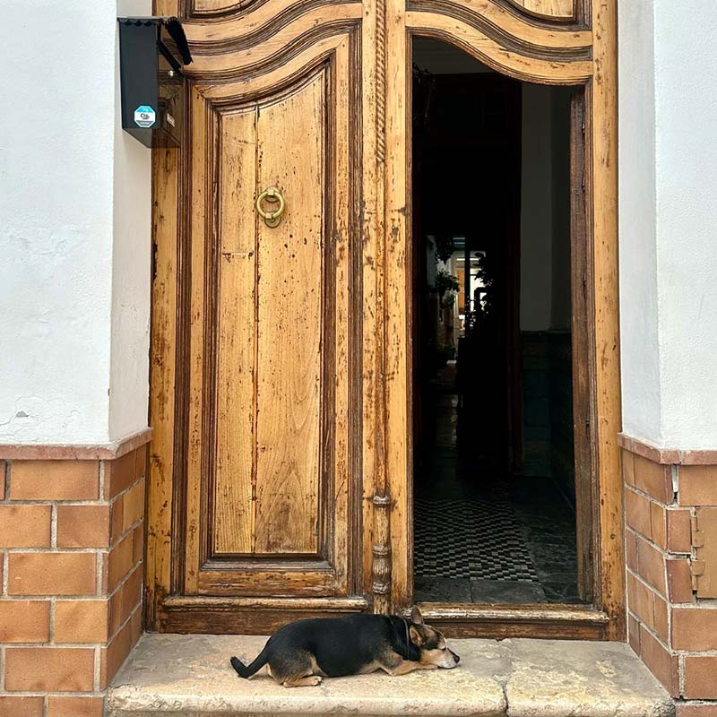 Django waiting peacefully by the entrance of CASABELLA.