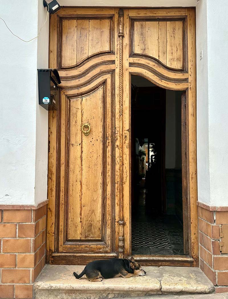 Django waiting peacefully by the entrance of CASABELLA.